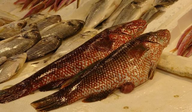 Mersin’de  ‘Portakal Benekli Lagos’ Tezgaha Çıktı