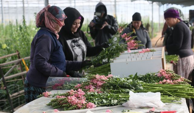 Antalya'dan Avrupa'ya yeni çiçek: Aslanağzı