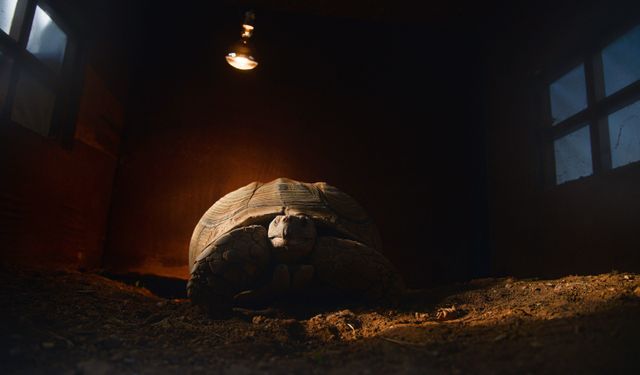 Doğal Yaşam Parkı'nın en yaşlı üyesine 'arkadaş' aranıyor