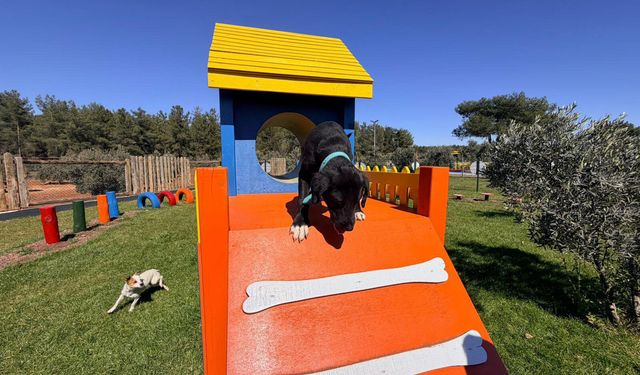 Duacı Mahallesi'nde Pati Park hizmet açıldı