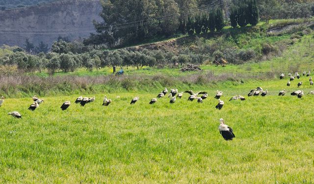 Göç yolculuğunda leyleklerin görsel şöleni