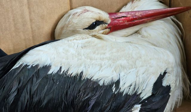 Göç yolundaki 2 leylek av tüfeğiyle vuruldu