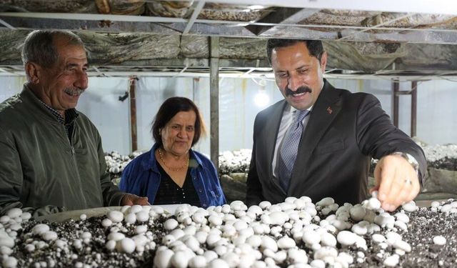 Hatay Valisi Masatlı Defne'de kültür mantarı hasadına katıldı