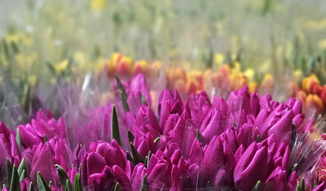 Kadınlar Günü'ne özel suda lale üretimi