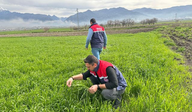 Osmaniye'de ekili alanlarda bitkisel gelişim süreci takip ediliyor
