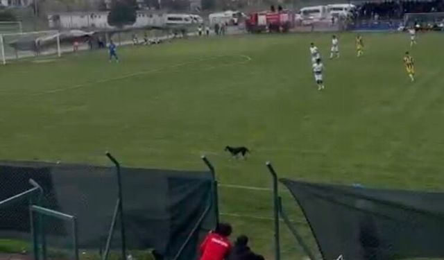 Sahaya giren köpek, maçın geçici olarak durmasına neden oldu