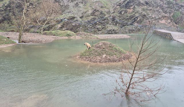 Suyla çevrili alanda mahsur kalan köpeği itfaiye eri kurtardı