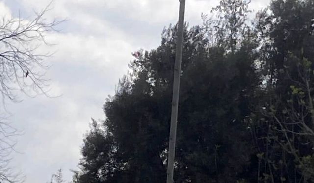 Yaban hayatı gözlemcisinden leyleğin bozulan yuvası için çağrı