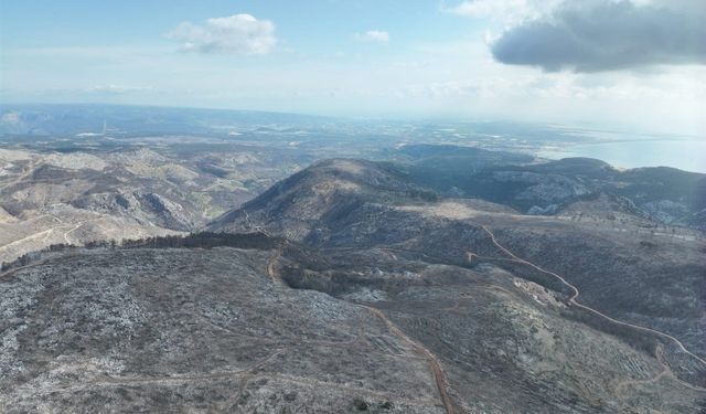 Mersin in Silifke ilçesinde Yanan sahalarda ilk çimlenmeler görüldü