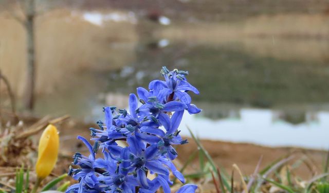 Yaylalarda karlar erimeye başladı, bahar çiçekleri açtı