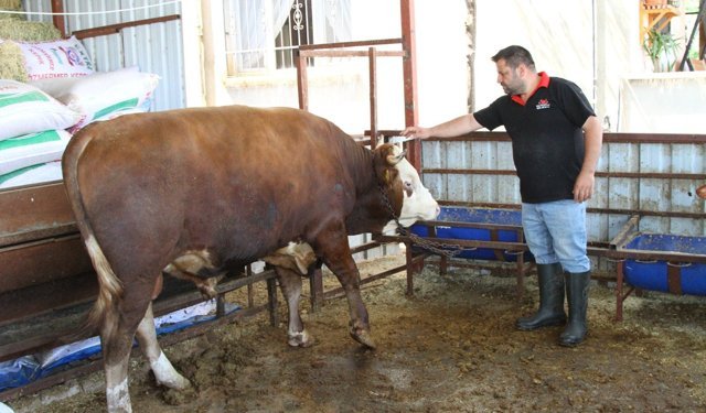 1 ton 130 kiloluk kurbanlık dana, 450 bin liraya satışa çıkartıldı