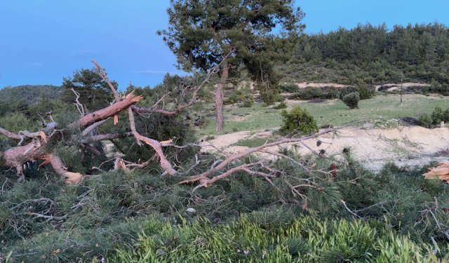 Freni boşalan sebze yüklü TIR ağaca çarparak durabildi
