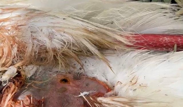 Göç yolundaki 5 leylek tüfekle vuruldu