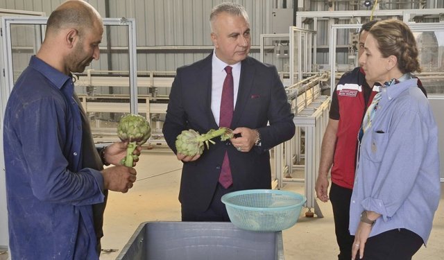 Hatay'da enginar hasadı geç başladı, 250 bin enginar elde edilmesi hedefleniyor