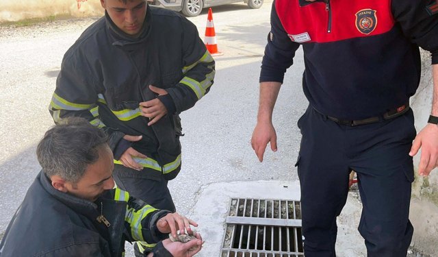 Hatay'da mazgala düşen civciv kurtarıldı