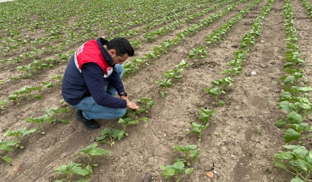 Osmaniye'de kuvvetli yağış sonrası çiftçilere teknik destek