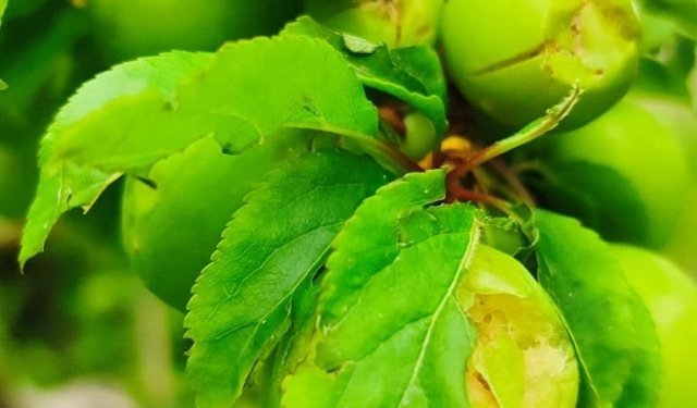 Silifke'de dolu erik ağaçlarına zarar verdi