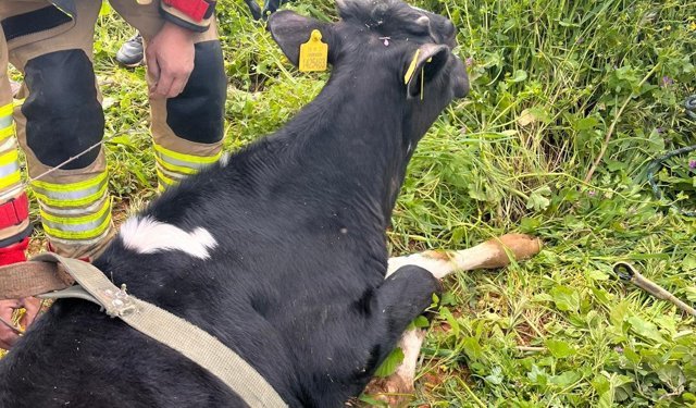 Yayladağı'nda gölete düşen inek kurtarıldı