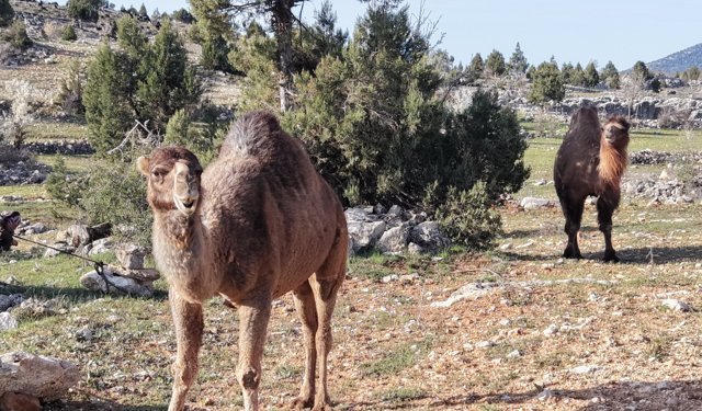 Yörüklerin yayla göçü başladı