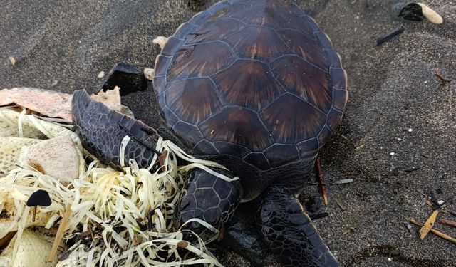 Boynu ve ayağına çuval takılı bulunan yavru deniz kaplumbağası kurtarıldı