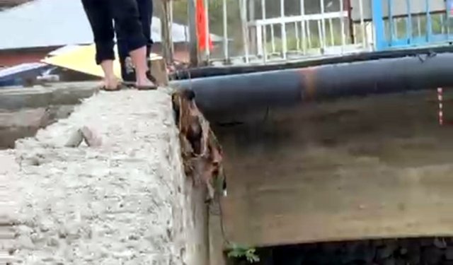 Feke'de ırmağa düşen köpek kurtarıldı