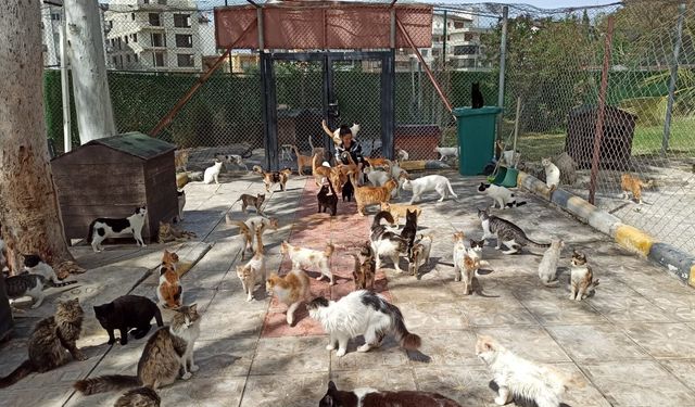 HBB Kedi Bakım ve Rehabilitasyon Merkezi bakıma muhtaç kedilere umut oldu