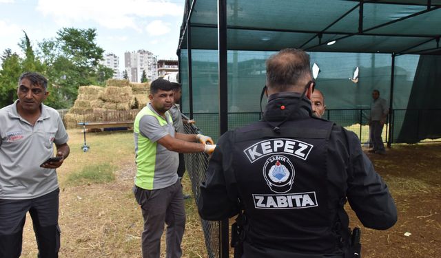 Kepez'de izinsiz kurban satışına sıkı denetim
