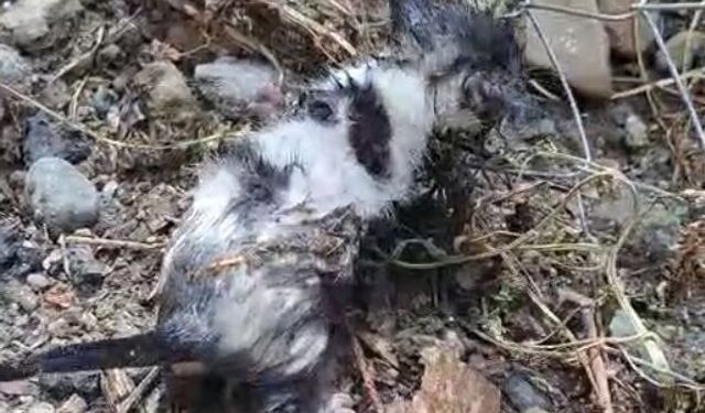 Kiler yangınında mahsur kalan kedi ve 3 yavrusu kurtarıldı