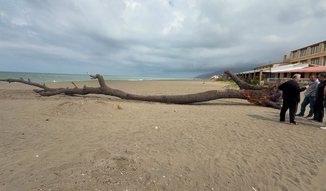 Kıyıya 15 metre uzunluğunda çam ağacı vurdu
