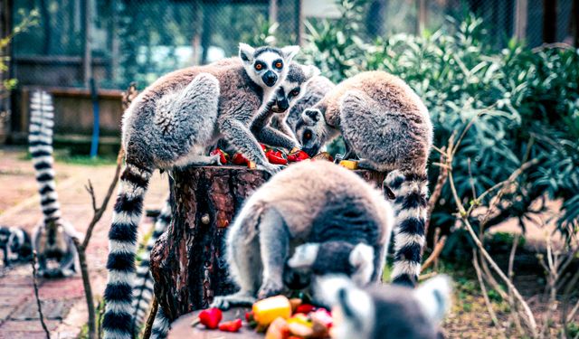 Lemur ailesinin yeni üyesi Zabumafu oldu
