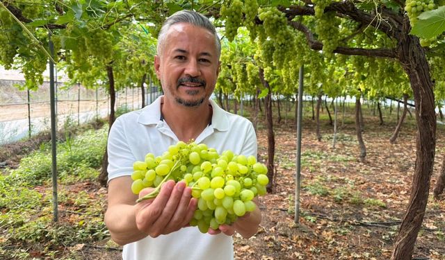 Mersin'de ilk hasadı yapılan üzüm, kilosu 600 TL'ye ihraç edildi