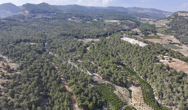 Mersin'de ormanlık alanlara giriş yasaklandı