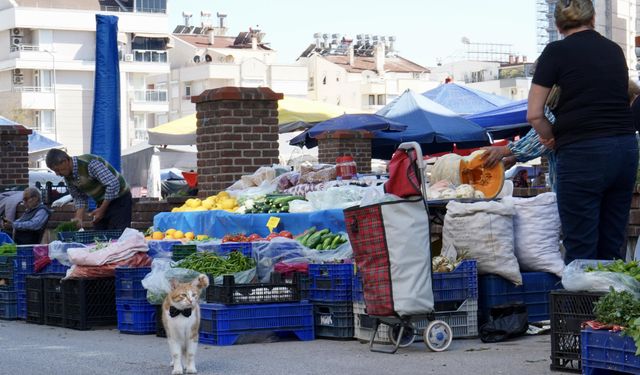 Papyonlu kedi 'Foça', emekli çiftin hayatını değiştirdi