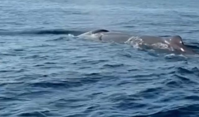 Amatör balıkçı, Akdeniz'de balina görüntüledi