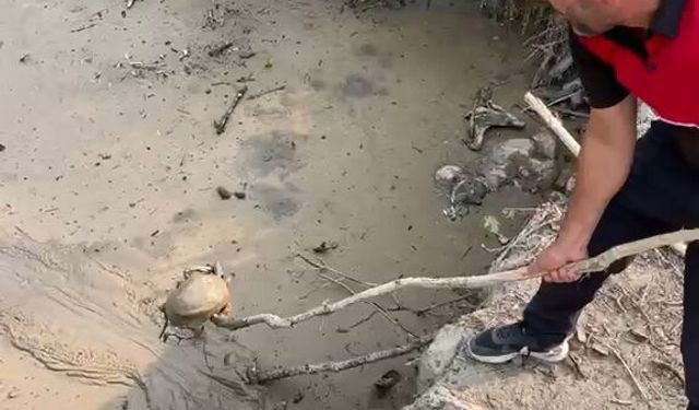 Çamura saplanan kaplumbağayı itfaiye eri kurtardı