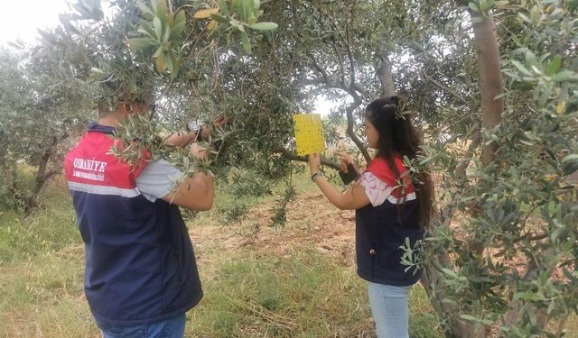 Düziçi'nde zeytin sineği popülasyonu arttı