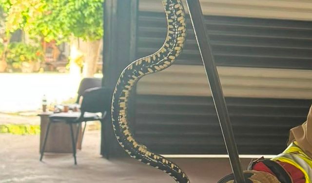 Hafif ticari araca giren yılan paniğe neden oldu; o anlar kamerada