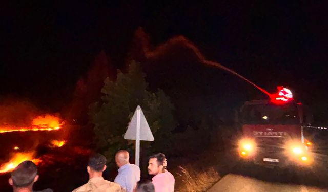 Hatay'da anız yangını, zeytin bahçelerine zarar verdi