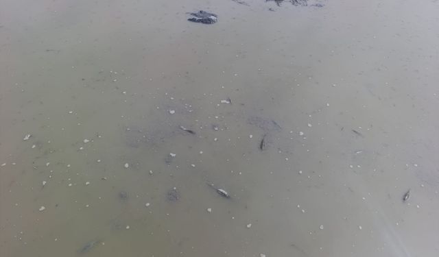 Hatay'da yola vuran tatlı su balıkları kurtarıldı