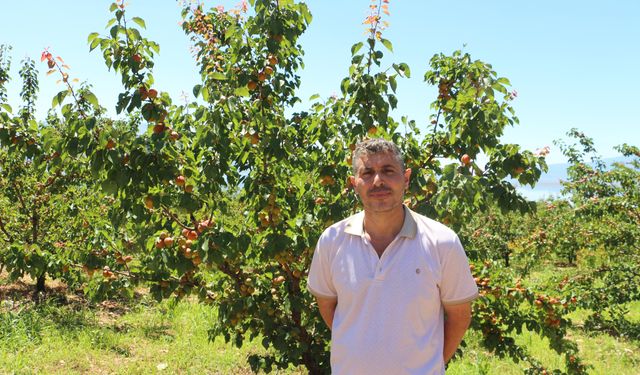 Kayısı rekoltesi üreticinin yüzünü güldürdü