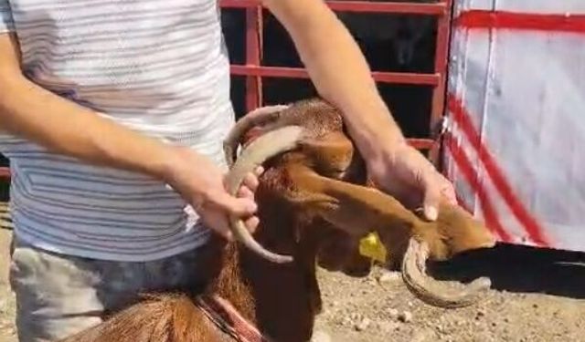 Kulağında boynuz çıkan keçi görenleri şaşırttı