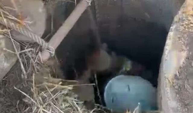 Kuyuya düşen koyunlar kurtarıldı