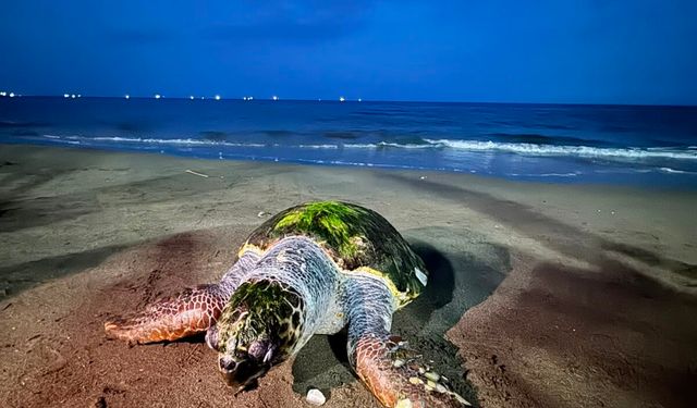Mersin'de sahile ölü caretta caretta vurdu