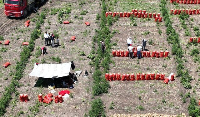 Osmaniye'de soğan hasadı başladı