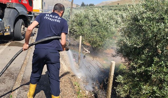 Reyhanlı'da zeytinlik yangını