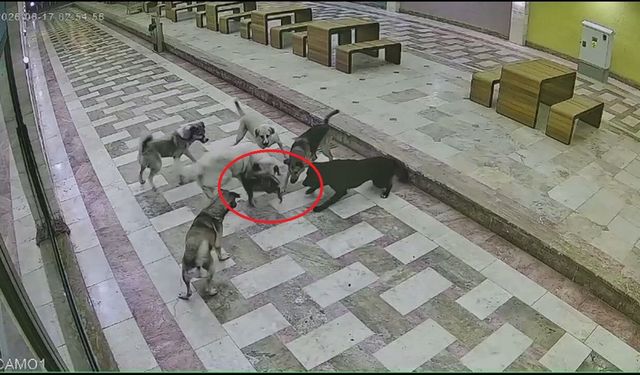Sahipsiz köpeklerin saldırdığı kedi öldü