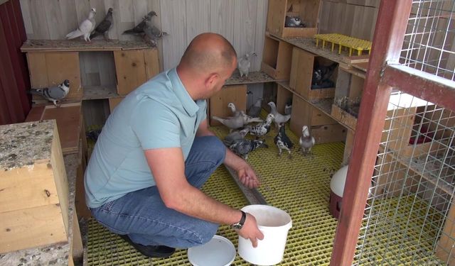 Sanal medya bağımlılığından güvercinler sayesinde kurtuldu