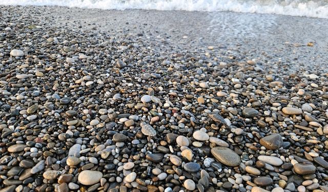 Akdeniz'de yavru caretta heyecanı/Ek fotoğraflar