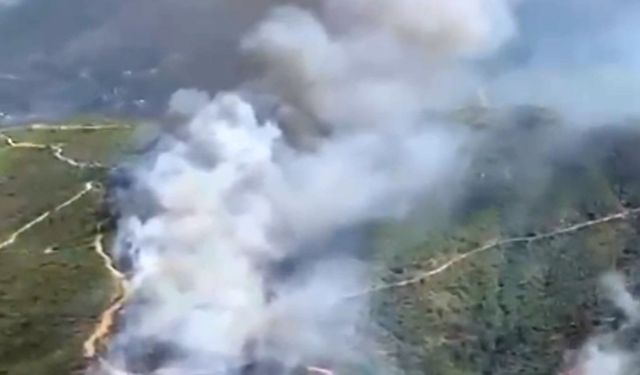 Alanya'da orman yangını
