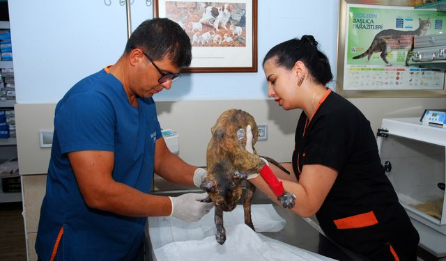 Alevlerin arasında kalan kedi 'Luna', tedaviye alındı